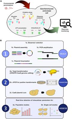 Real-Time Monitoring of the Yeast Intracellular State During Bioprocesses With a Toolbox of Biosensors